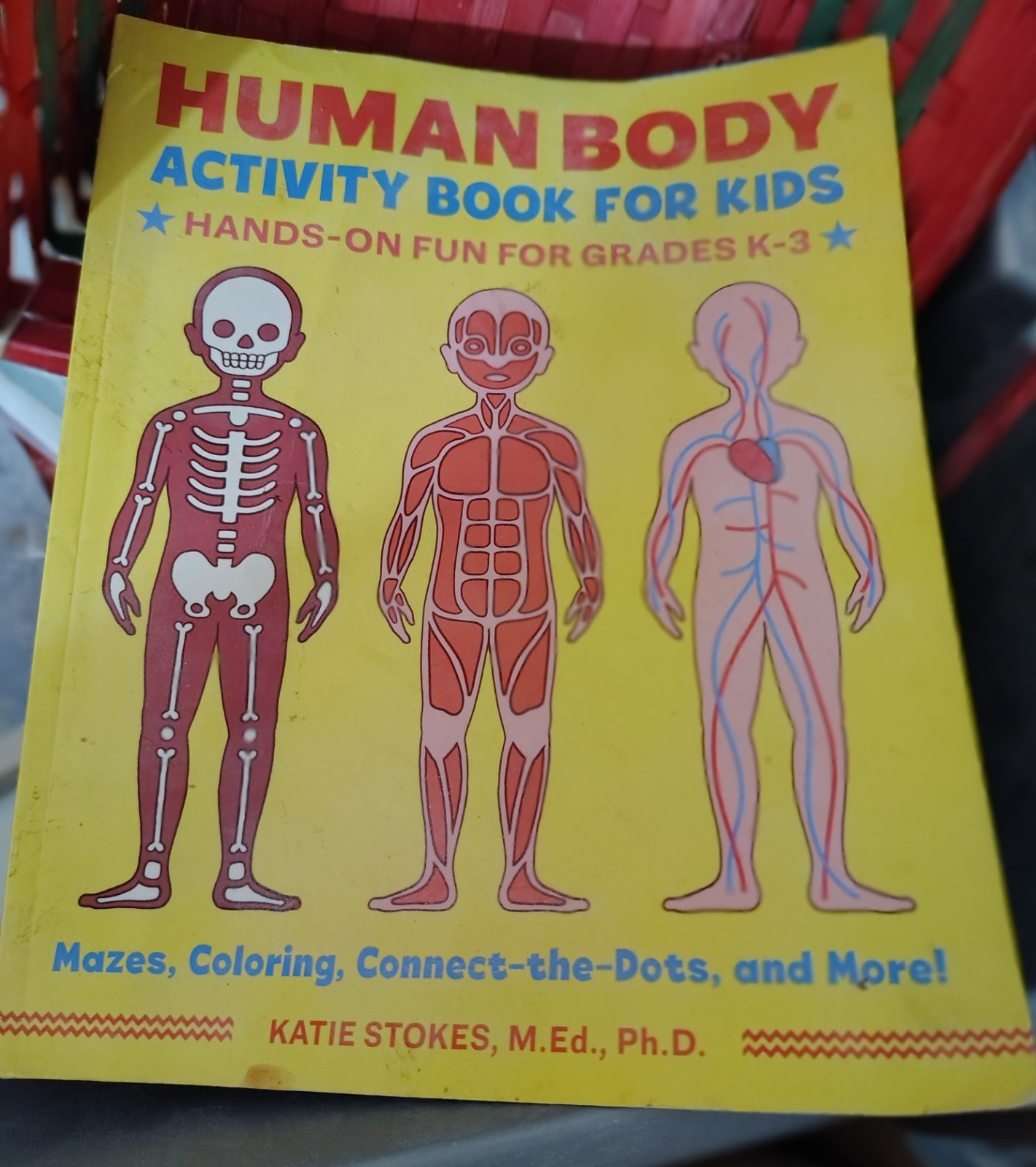 Human Body Activity Book for Kids : Hands-On Fun for Grades K-3 by Katie Stokes