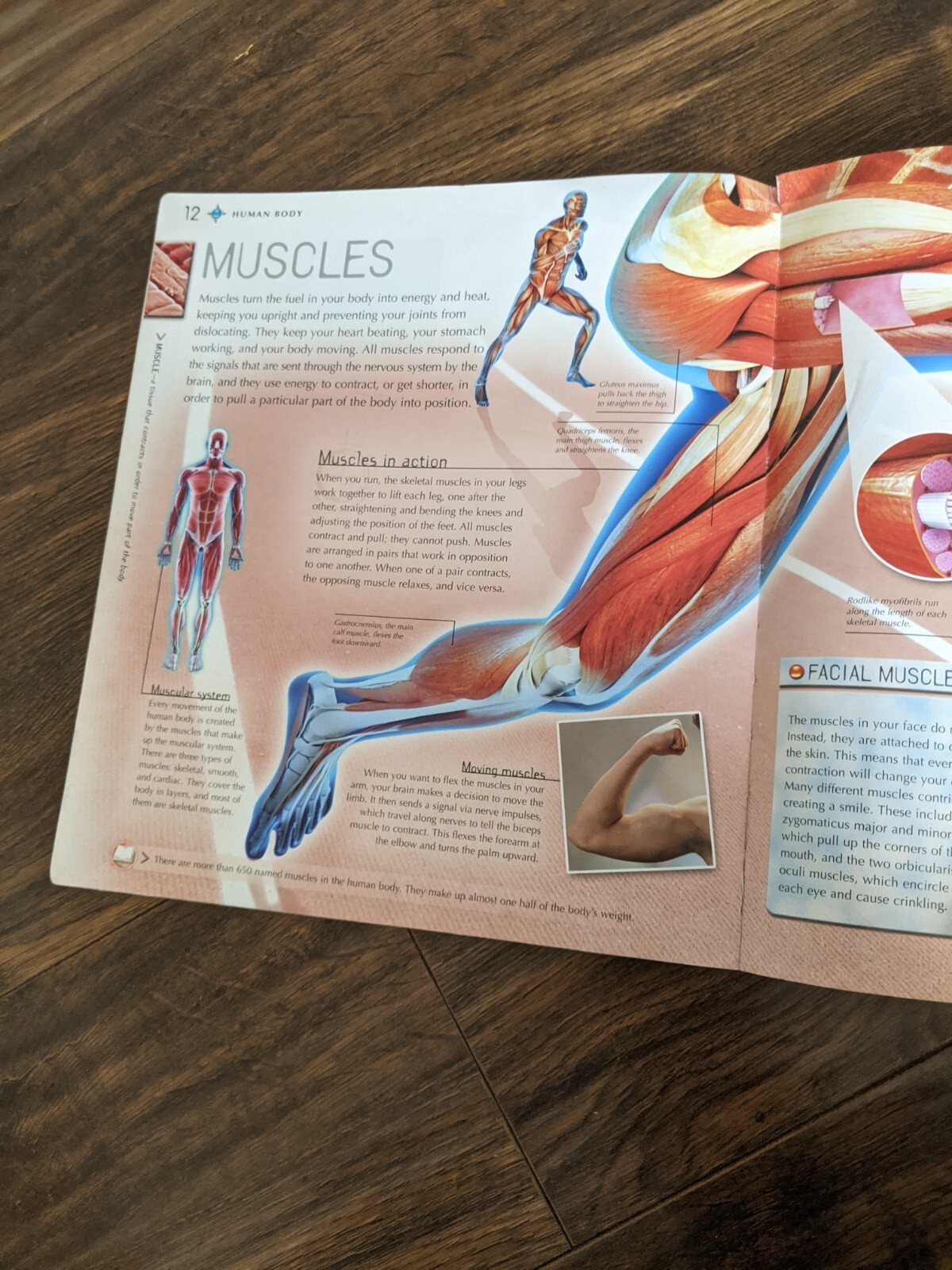 Human Body Miranda Smith Book