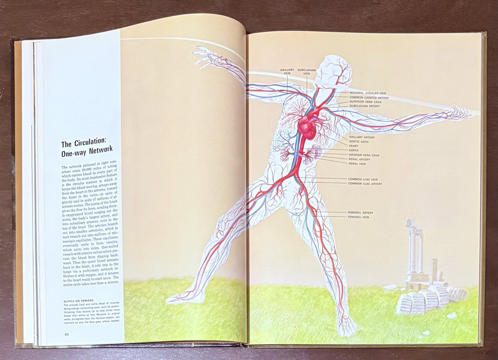 The Body by Alan E. Nourse, Time Life Science Library. Entertaining To Read Look