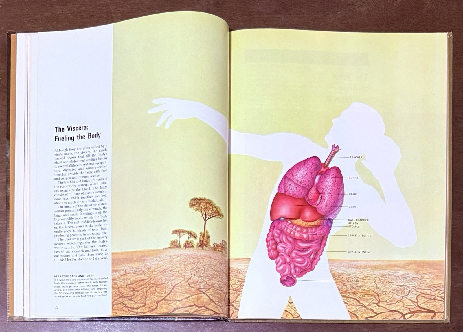 The Body by Alan E. Nourse, Time Life Science Library. Entertaining To Read Look