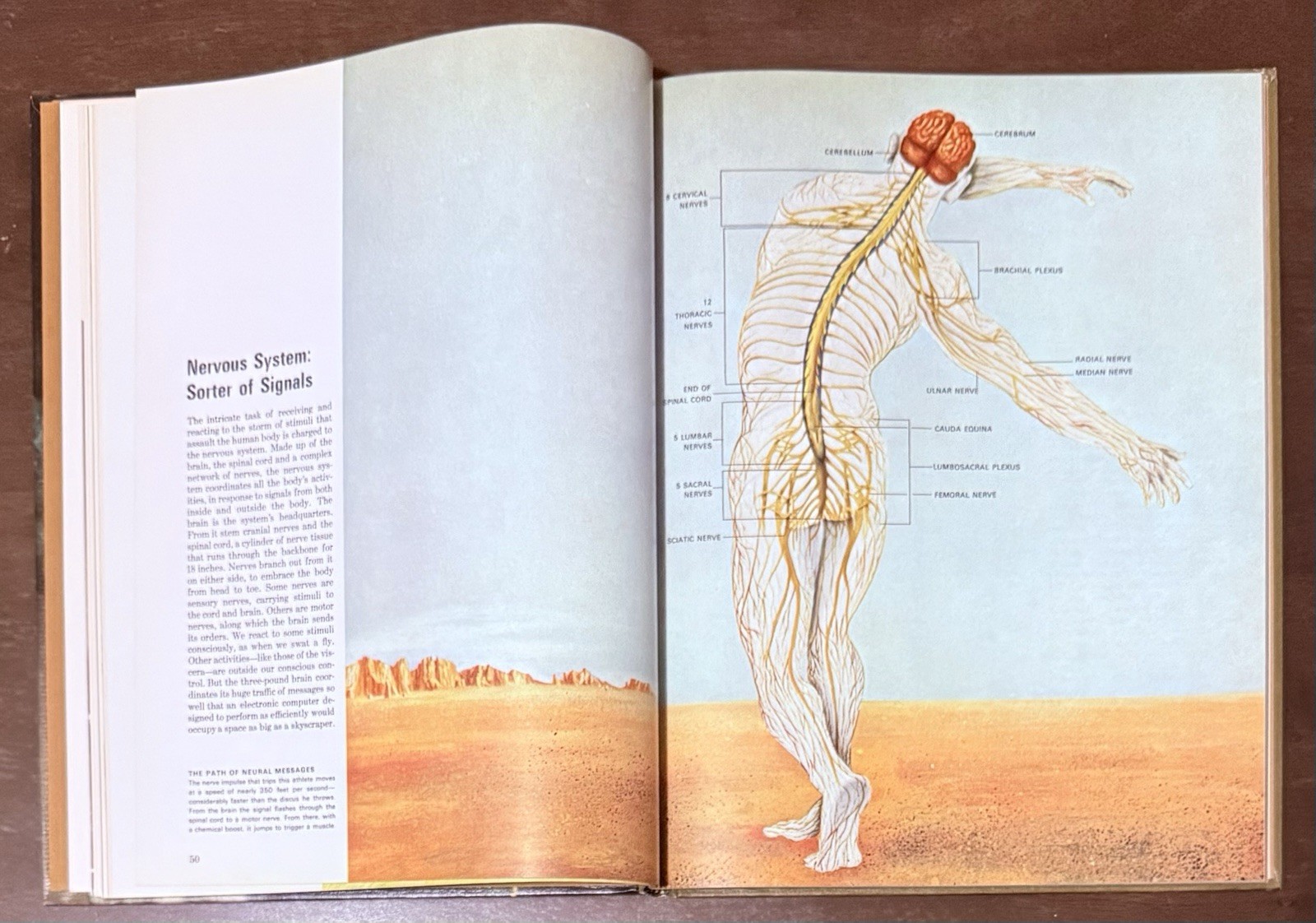 The Body by Alan E. Nourse, Time Life Science Library. Entertaining To Read Look
