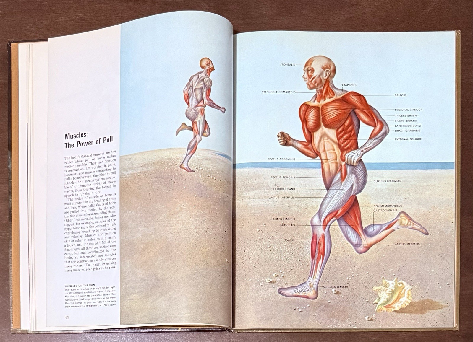 The Body by Alan E. Nourse, Time Life Science Library. Entertaining To Read Look