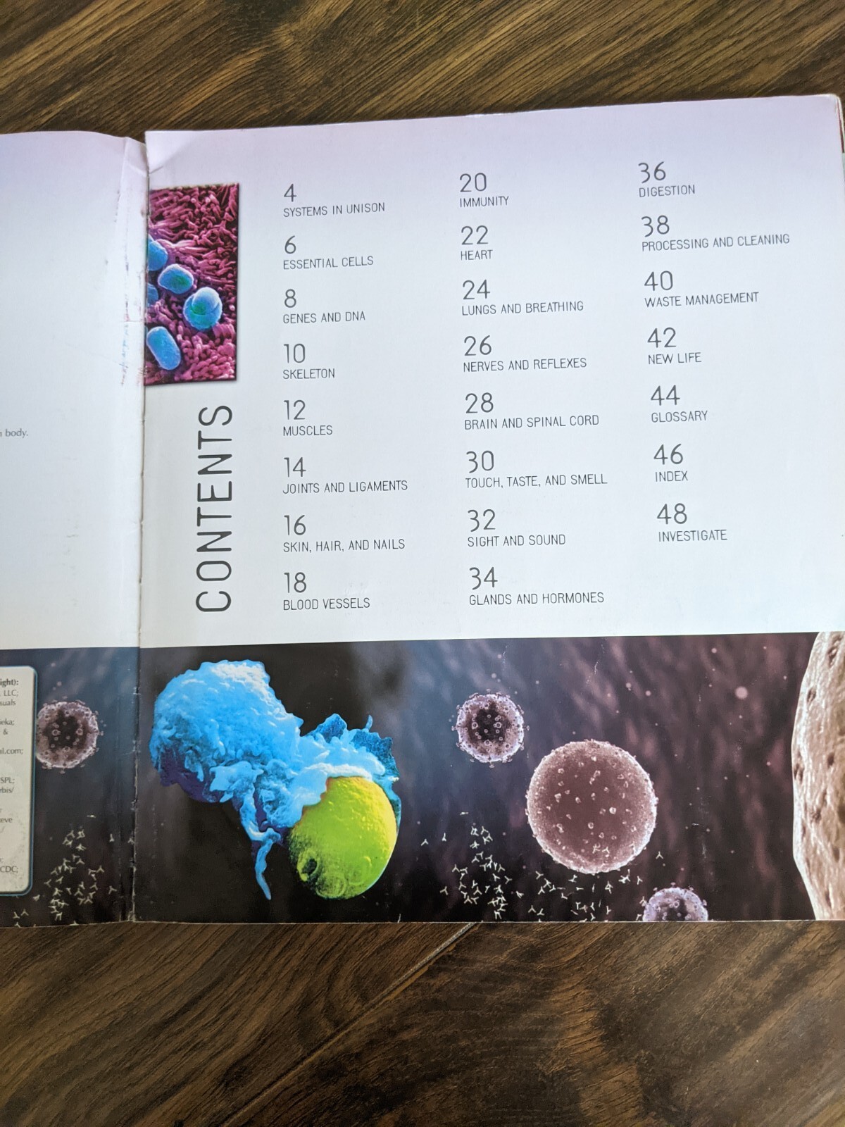Human Body Miranda Smith Book